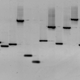 A DNA sequence
